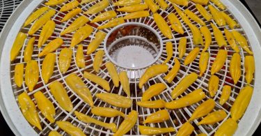 dehydrating chilies