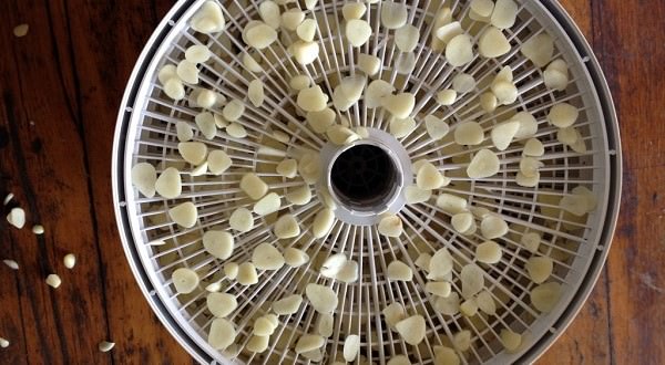 drying garlic in the dehydrator
