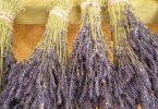 drying lavender