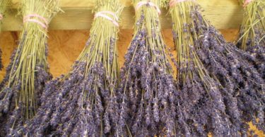 drying lavender