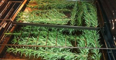 drying rosemary in the oven