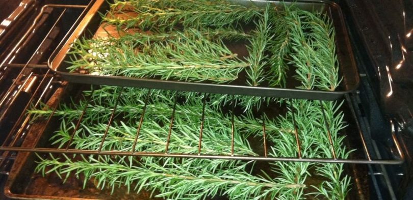 drying rosemary in the oven