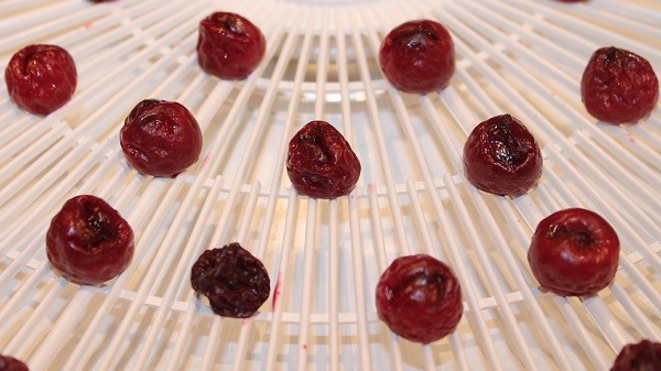 dehydrating cherries at home