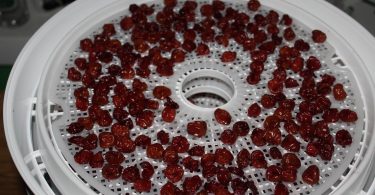 dehydrating cherries in the food dehydrator