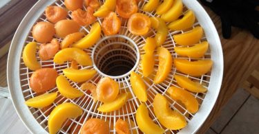 drying apricots with food dehydrator