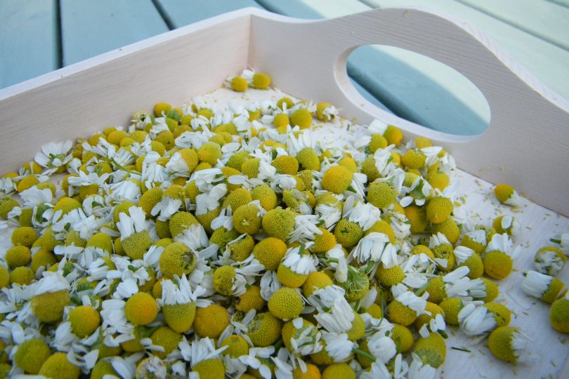drying chamomile