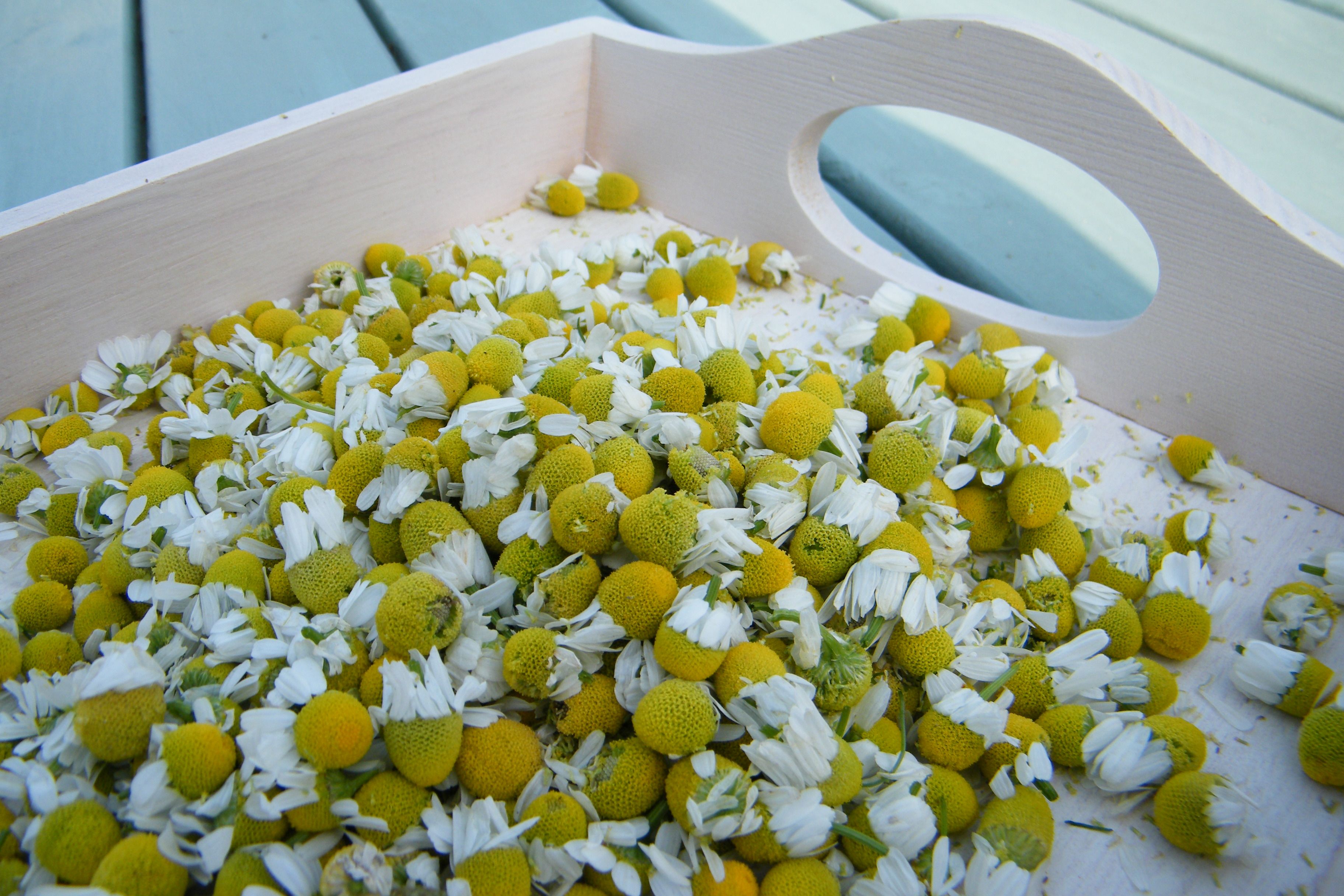 How to Dry Chamomile for Tea in Oven? 