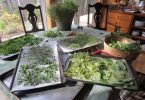 drying herbs in the oven