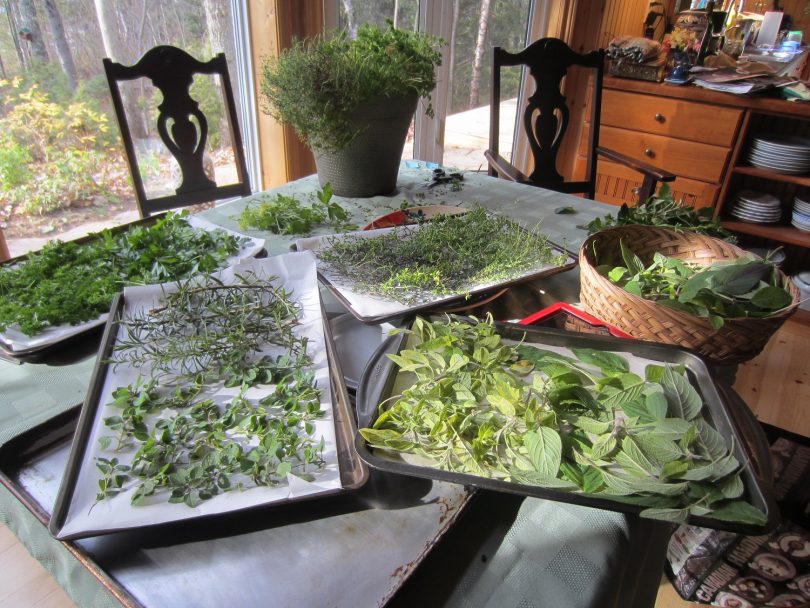 drying herbs in the oven