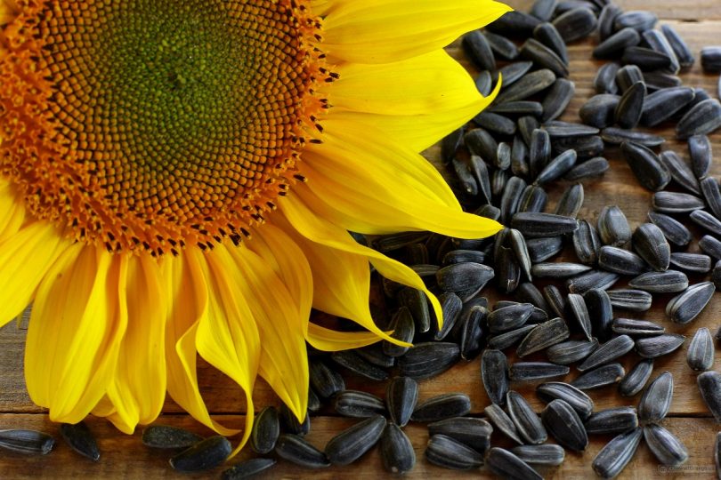 drying sunflower seeds