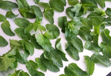 drying mint leaves for tea