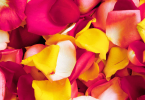 harvest rose petals for drying