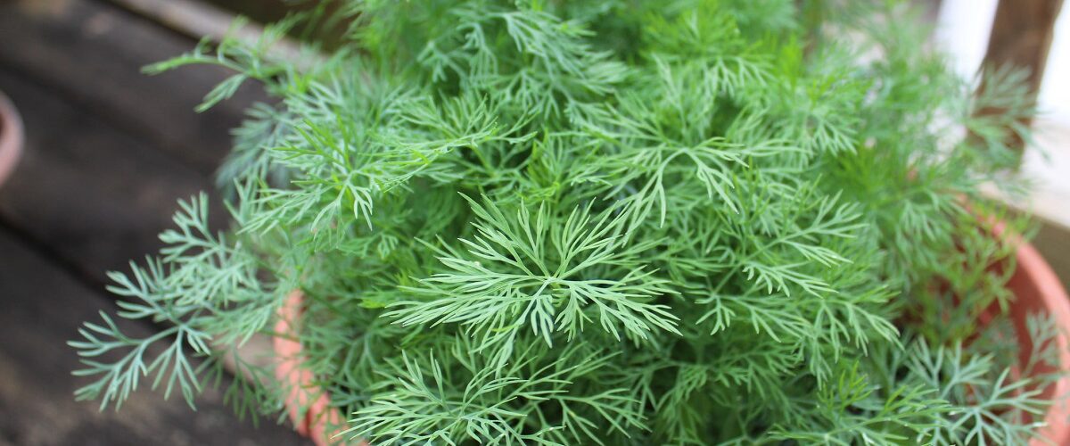 how to grow dill in pots indoors