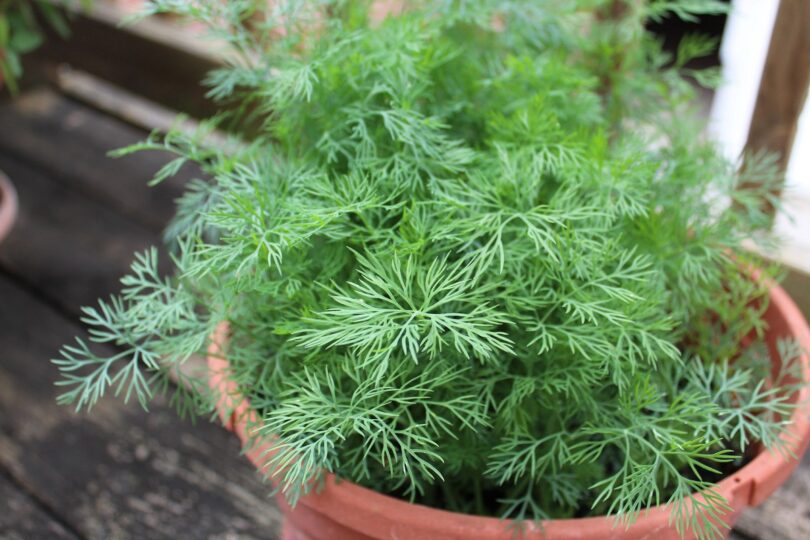 how to grow dill in pots indoors