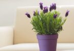 how to grow lavender indoors
