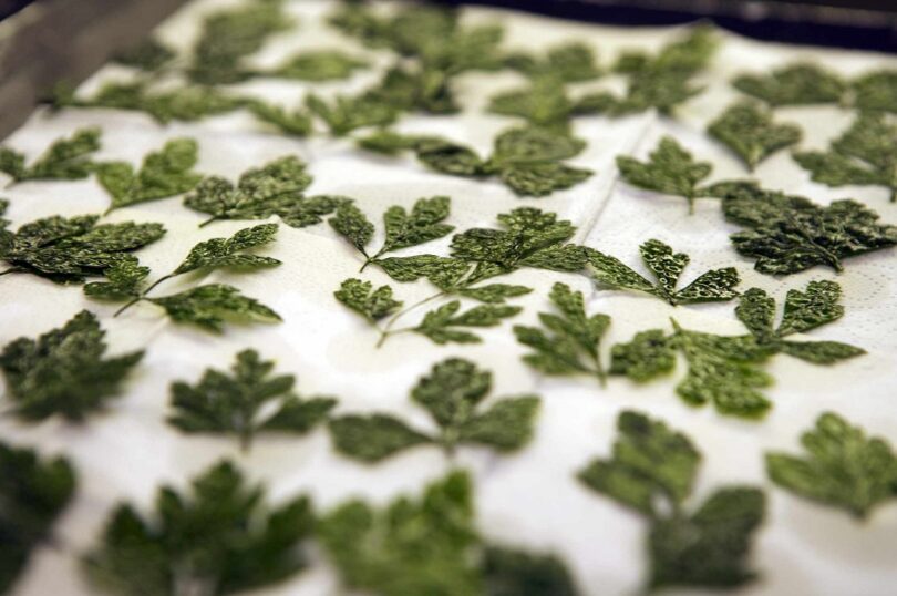 drying parsley in the oven