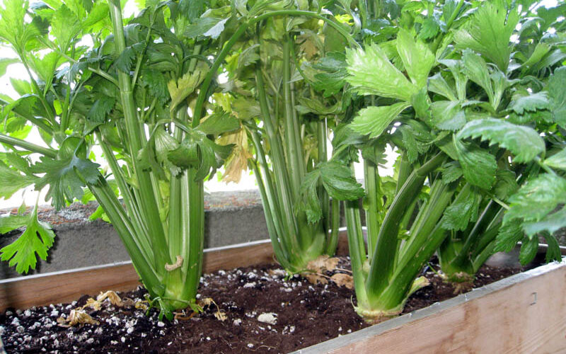 growing celery indoors