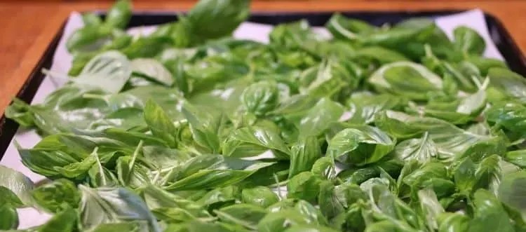 drying basil in the oven