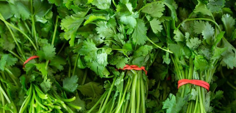 how to dry cilantro - hang-dry cilantro