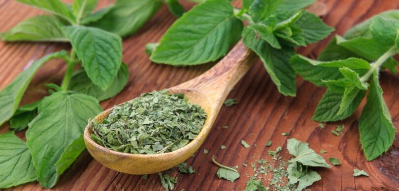 dried and fresh mint. how to dry mint